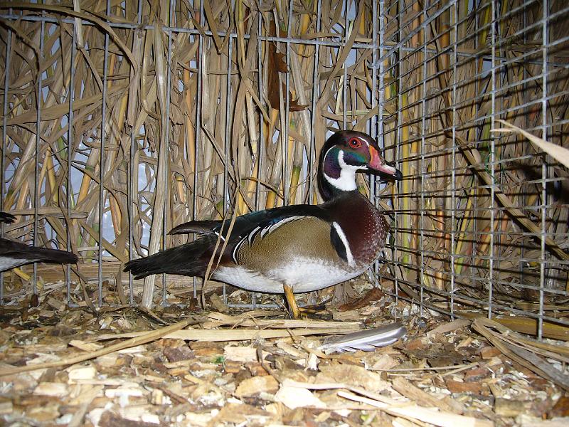 Mastholte 2008 106.jpg - Brautenten wildfarbig von Maik Einhoff sg 95 E